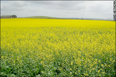 Rape seed crops that re used to make biodiesel fuel